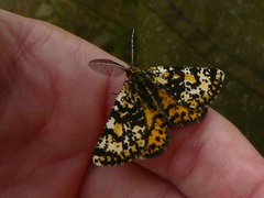 Eurranthis plummistaria