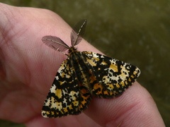 Eurranthis plummistaria