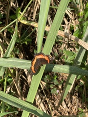 Precis sinuata sinuata