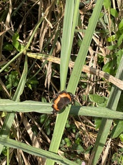 Precis sinuata sinuata