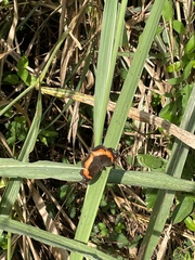 Precis sinuata sinuata