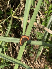 Precis sinuata sinuata