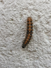 Euplagia quadripunctaria