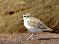 Charadrius marginatus mechowi