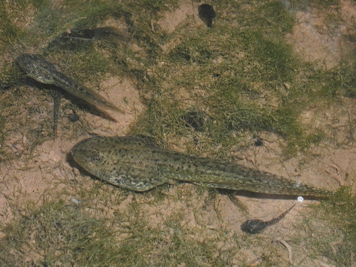 California Red-legged Frog
