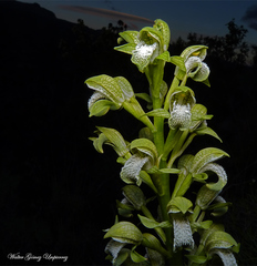 Chloraea cylindrostachya