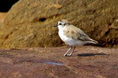 Charadrius marginatus mechowi