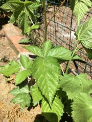 Rubus