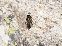 Platynochaetus setosus