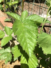 Rubus