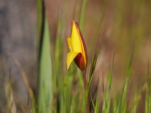 Wild Tulip