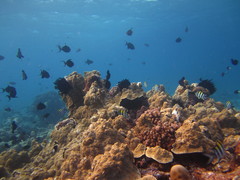 Odonus niger