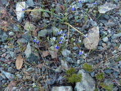 Collinsia grandiflora