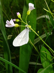 Leptidea juvernica