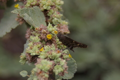 Thorybes dorantes galapagensis