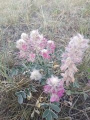 Hedysarum argyrophyllum