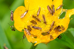 Micropterix aruncella