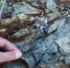 Collinsia grandiflora
