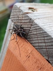 Egaenus convexus