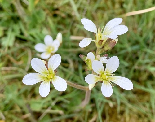 Meadow Saxifrage