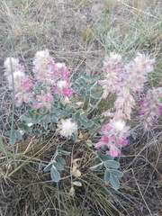 Hedysarum argyrophyllum