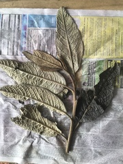 Critoniopsis bogotana