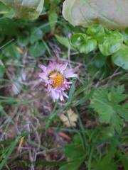 Bellis perennis