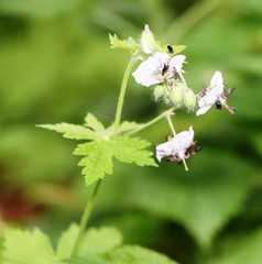 Geranium phaeum
