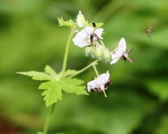 Geranium phaeum