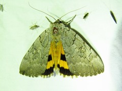Catocala illecta