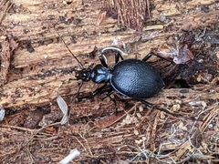 Scaphinotus interruptus