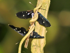 Amata simplex