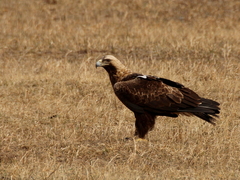Eastern Imperial Eagle photo 1