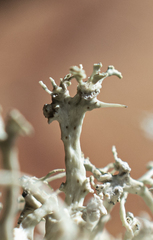 Ramalina scoparia
