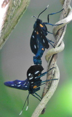Amata simplex