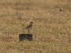 Oenanthe isabellina
