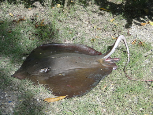 Hypanus guttatus