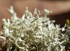 Ramalina scoparia
