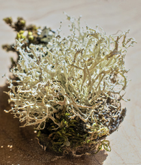 Ramalina scoparia