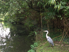Ardea cinerea