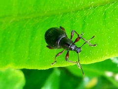 Otiorhynchus clavipes