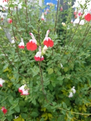 Salvia × jamensis