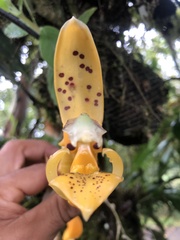 Stanhopea