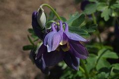 Aquilegia flabellata
