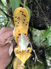 Stanhopea
