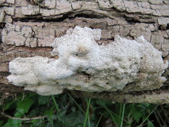 Polyporaceae
