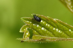 Magdalis ruficornis