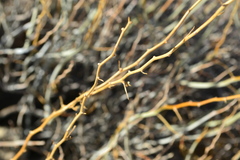 Senna armata
