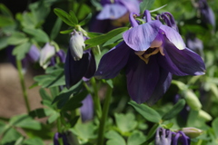 Aquilegia flabellata