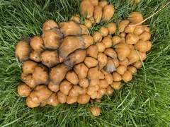 Coprinellus micaceus